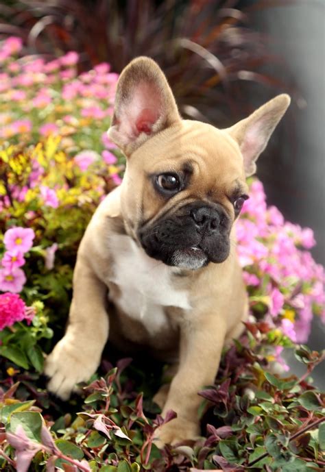 25 French Bulldog Puppies Cute Pic Bleumoonproductions