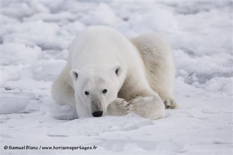 Ours Polaire Sur Une Plage Photo Originale Automasites