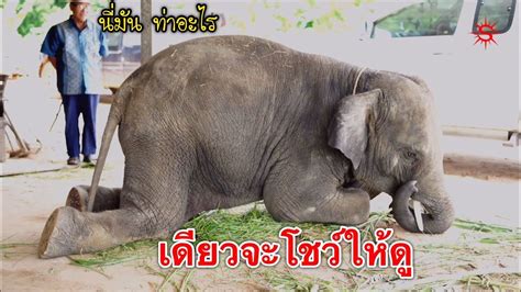 #บัวบาน ช้างน้อยแสนรู้ พร้อมโชว์ความสามารถ ร่วมแสดง MV | Elephant Thai ...
