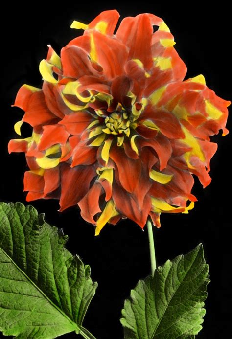 Send flowers easily to canada with fromyouflowers! Beautiful Hand-Coloured Lantern Slides of Canadian Flowers ...