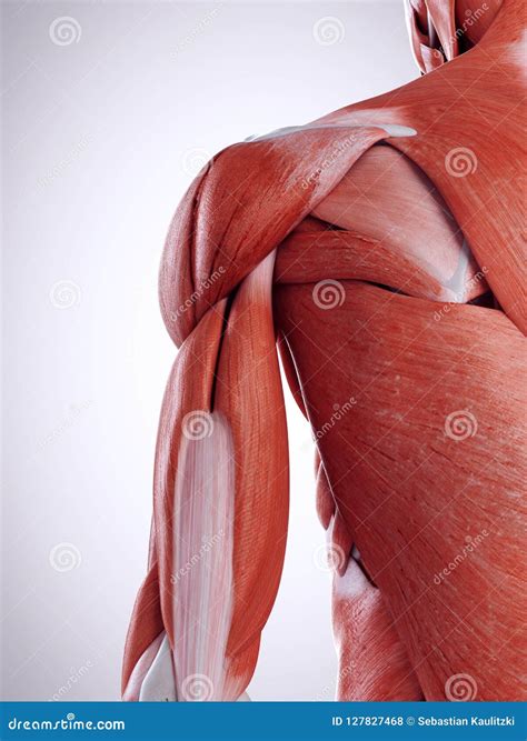 The Shoulder Muscles Stock Illustration Illustration Of Anatomical