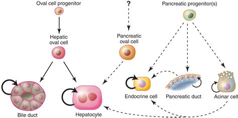Generation And Regeneration Of Cells Of The Liver And Pancreas Science