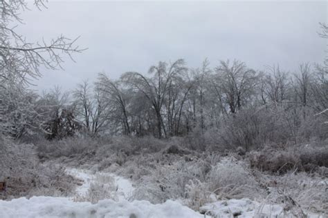 Michigan December Ice Storm Tintitypes