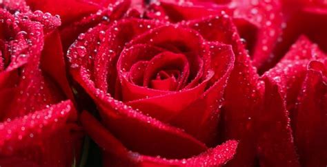 Desktop Wallpaper Red Rose Water Drops Shine Close Up Hd Image