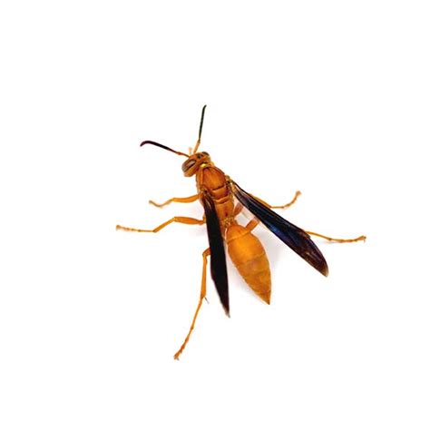 Red Paper Wasp Identification Habitat And Behavior Active Pest Control