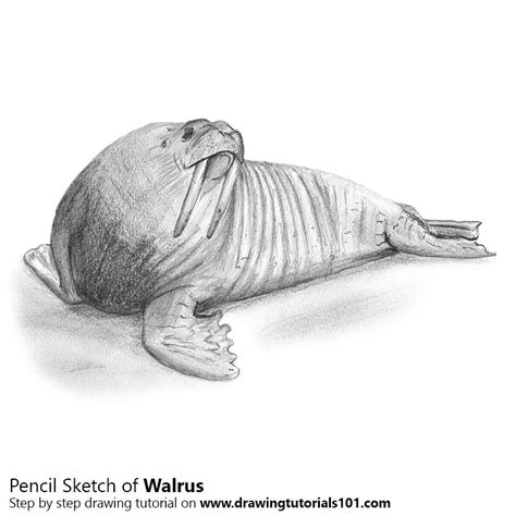 How To Draw A Walrus Body