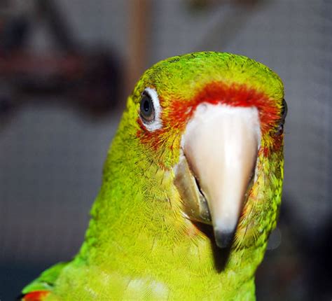 Hybrid Parrots Flickr