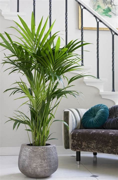 33 Beauty Indoor Plants Decor Ideas For Your Home And Apartment Page