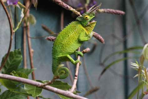 10 Interesting Facts About Chameleons Fetch Pet Care