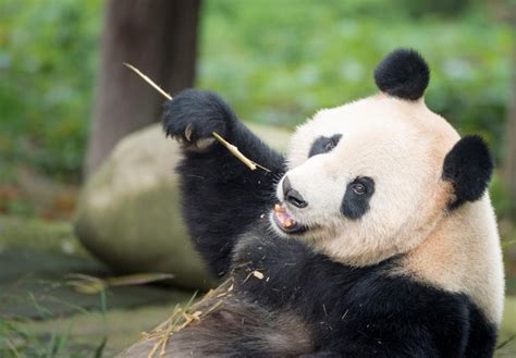 Giant Pandas Living Proof That Conservation Works Wwf