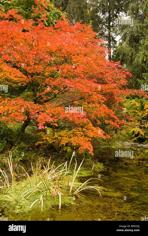 Fall Colors In The Washington Park Arboretum Of Seattle Washington