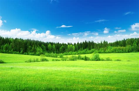 Wallpaper Green Grass Thick Forest Blue Sky Nature