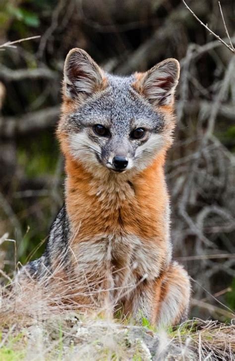 Island Fox Urocyon Littoralis Catalinae Fox Animals Beautiful