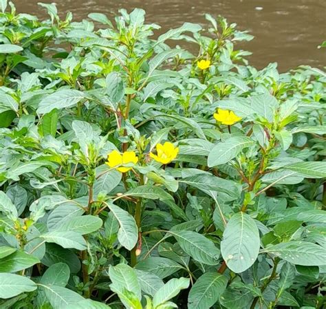 Ludwigia Peploides Kunth Phraven World Flora Plntnet Identify