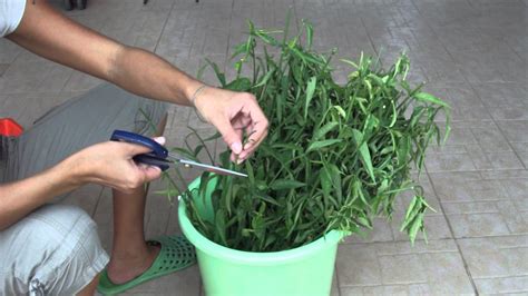 Sabah snake grass dealer in singapore in recent years, there has been a lot of talk on the miracle of sabah snake grass. How to Cut Fresh Sabah Snake Grass - YouTube