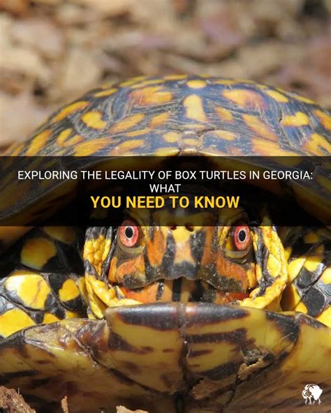 Exploring The Legality Of Box Turtles In Georgia What You Need To Know