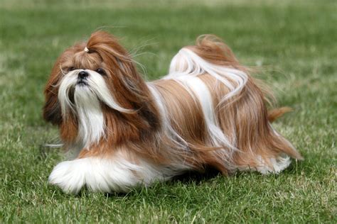 Shih Tzu Haircuts 24 Hairstyle Ideas For Your Pet