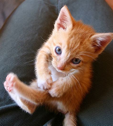 Orange Kitten Kitties And Cuteness Pinterest Tabby