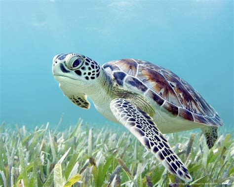 Green Sea Turtle Sea Turtles Photography Beautiful Sea Creatures