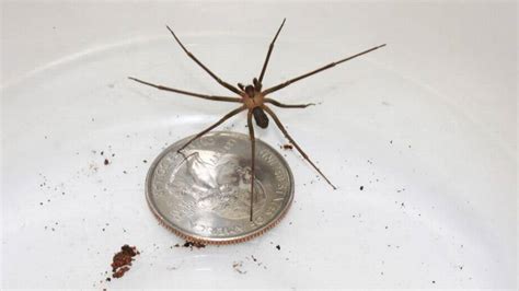 Kansas researchers take bite out of brown-recluse fear | The Wichita Eagle