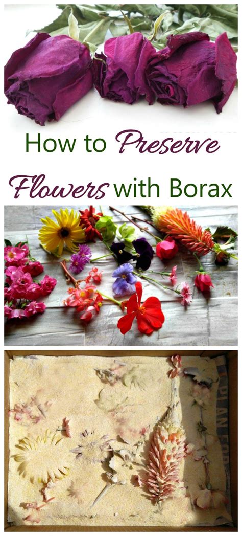 Glycerine replace partially water in flowers and they stay longer in good shape; Preserve flowers with Borax - Tips for Best Results - The ...