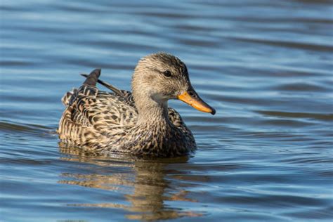 Gadwall Duck Stock Photos Pictures And Royalty Free Images Istock