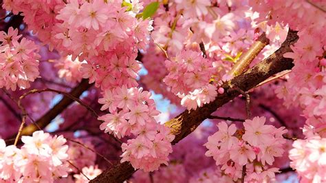 Spring Background ·① Download Free Beautiful Hd