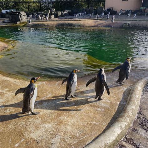 King Penguins At Edinburgh Zoo Rpenguin