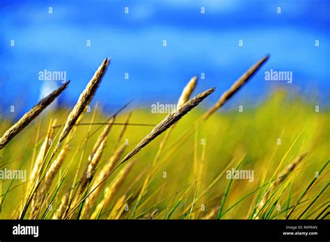 Coastal Grasses And Sedges Growing In Sand On Blyth Beach Stock Photo