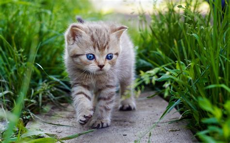 Cute Baby Kittens Wallpaper 2560x1600 45951