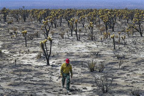 Mojave Desert Fire Destroyed The Heart Of Joshua Tree Forest Los