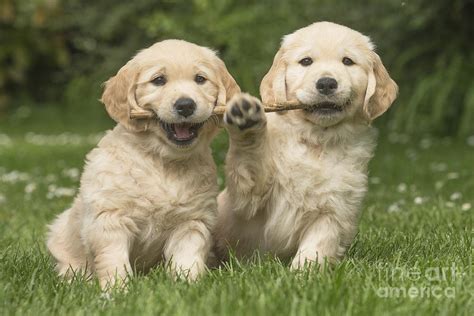 Two Cute Golden Retriever Dog Puppies Outdoors Photograph By Mary Evans