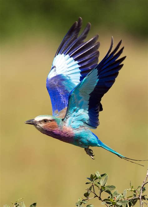 23 Fascinating Facts About The Lilac Breasted Roller Coracias Caudatus