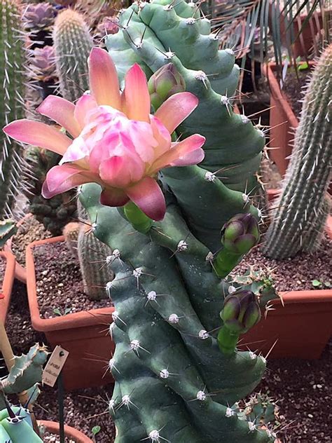 Cereus Forbesii ‘spiralis Cactus Retorcido Suara Gowa