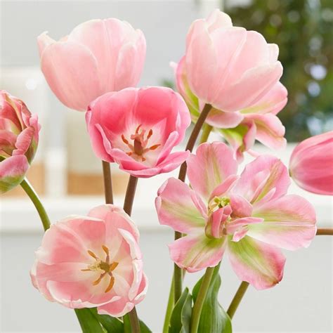Buy Tulip Collection Pastel Pink Tulip Collection Delivery By
