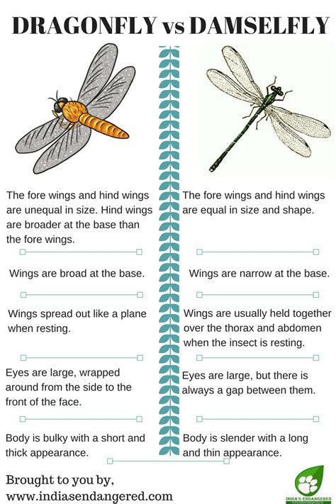What Is The Difference Between Dragonfly And Damselfly India S Endangered