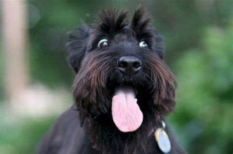 15 Funny Facts About Scottish Terriers Page 2 Of 3 Petpress