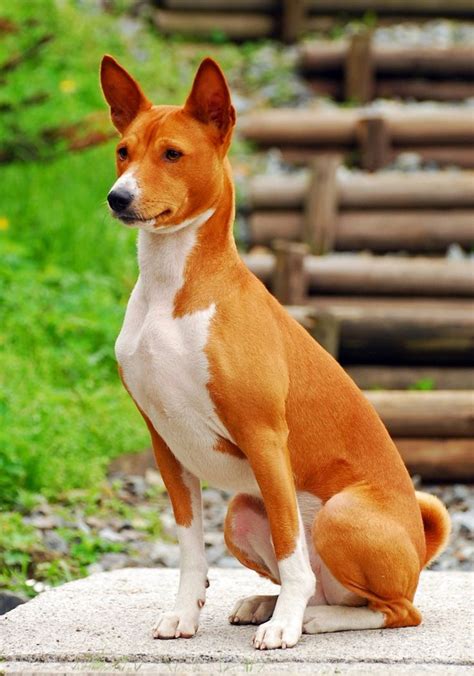 Basenji Breed Information Basenji Dogs Dog Breeds Basenji Puppy