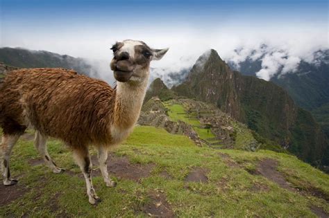 International Year Of Camelids (2016) – Days Of The Year