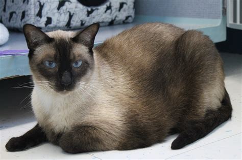 A Gorgeous Seal Point Siamese Cat Verbal Yes But Very Loyal