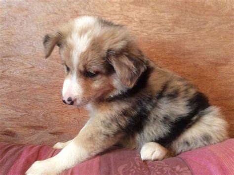 Blue tricolor merle border collie with images border collie. Rare Blue Merle Tri Border Collie Pup | Annan, Dumfriesshire | Pets4Homes
