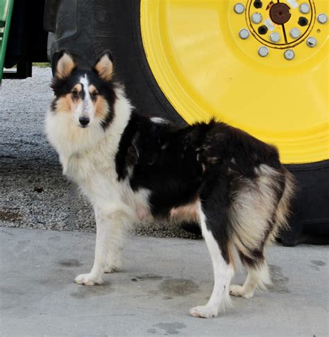 Akc Registered Collie Lassie For Sale Fredericksburg Oh Female Bonnie