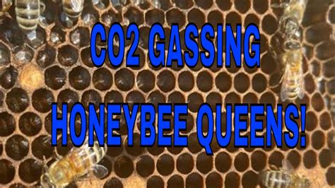 Co2 Gassing Instrumentally Inseminated Queens Youtube