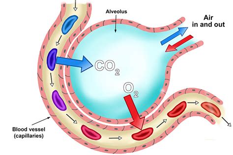 Structure Of Alveoli Function As The Site Of Gas Exchange Diagram