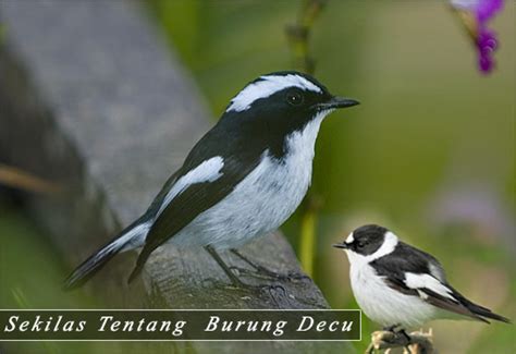 Salah satunya ciri dari burung decu kembang jantan adalah mempunyai warna bulu yang di supremasi warna hitam di. Perbedaan Decu Kembang Jantan Dan Betina - Wulan