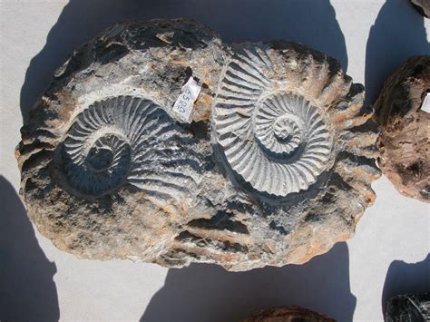 Imageafter Images Fossil Fossils Stone Shell Ancient Prehistoric