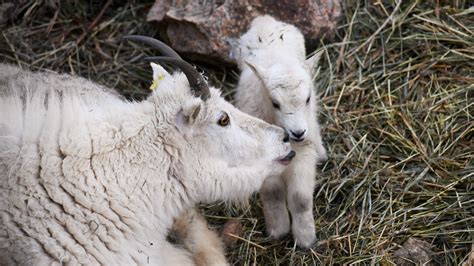 Cute Alert Rocky Mountain Goat Baby Born At Colorado Zoo