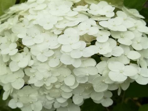 Hydrangea Arborescens Incrediball O Strong Annabelle