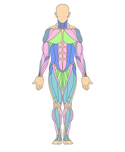 Human Muscular System Stock Vector Illustration Of Oblique 214774070