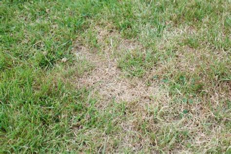 Brown Spots In Grass Identification And Prevention Working Mom Blog